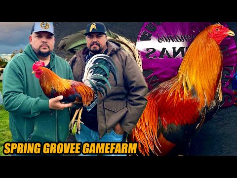 Perfaction Bruce Barnet Sweater YLH Kelso | SPRING GROVEE GAMEFARM