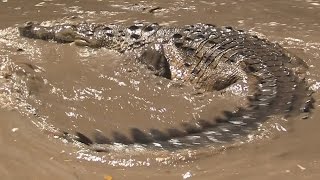 preview picture of video 'Discover Costa Rica, Vacation Trip Day 5 Crocodile at Tempisque River!'