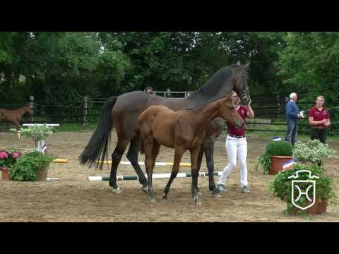 Holsteiner Fohlenchampionat 2017 - Ostholstein - Siegerstutenring