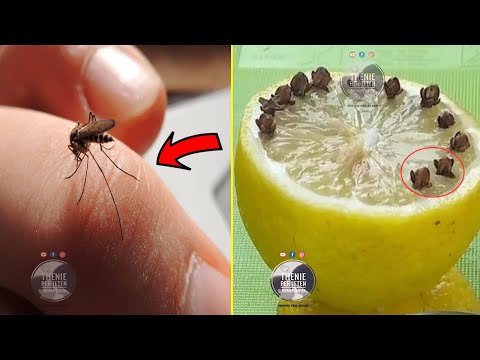 Largoni Mushkonjat nga shtepia sa hap e mbyll sytë me këtë recetë sekrete me karafil dhe limon