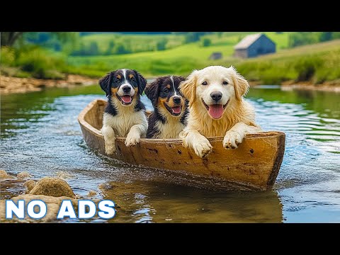 12 Hours of Dog Calming Music for Dogs 💖 Separation Anxiety Relief Music for Dogs 🐶🎵 dog music