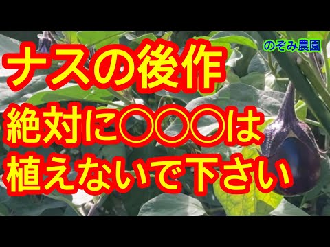 美味しいナス科の珍品 庭の練習