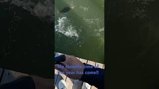 FLOUNDER FISHING IS ON!!#flounder #fishing #galveston