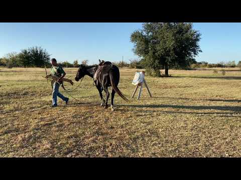 Archery Horse  Start Part 1