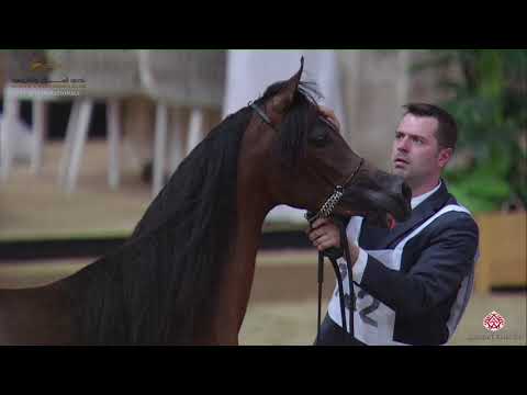 N 132 MI MATILDA   22nd Qatar National 2019   Yearling Fillies Class 3C