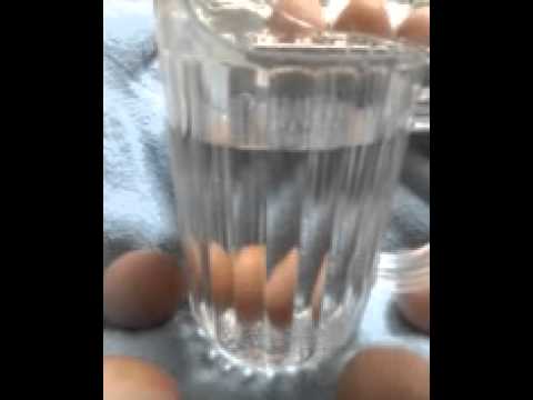 download lagu mp3 mp4 Do Fresh Eggs Float, download lagu Do Fresh Eggs Float gratis, unduh video klip Do Fresh Eggs Float