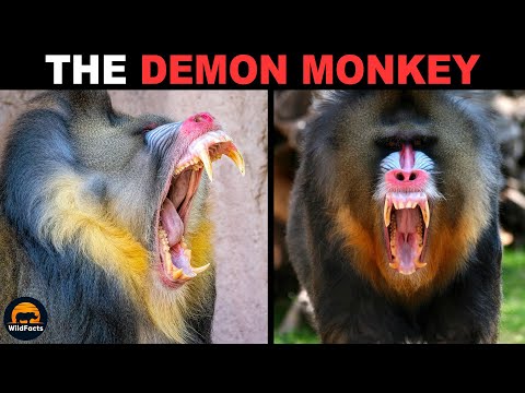 Mandrill - The Demon Monkey of the Rainforest