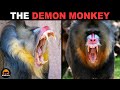 Mandrill The Demon Monkey Of The Rainforest
