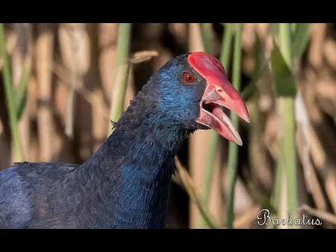 CALAMÓN | PURPLE GALLINULE | Porphyrio porphyrio