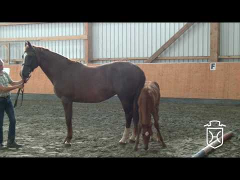 A792 Stufohlen von Colman - Heartbreaker - Jus de Pomme