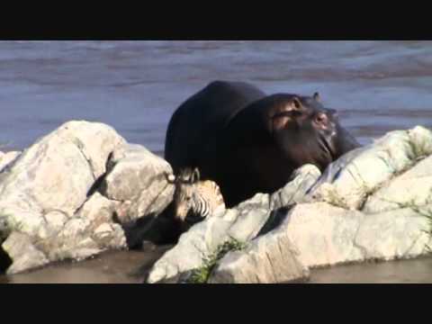 Extraordinary Hippo