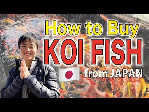 How to BUY and IMPORT KOI FISH from Japan? #nishikigoi #nishikigoijapan #koifarm #koi #koifish