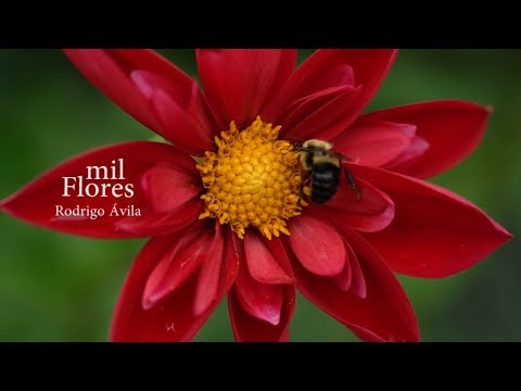 Mil Flores video