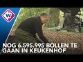 Keukenhof plant 7 miljoen bollen voor het nieuwe seizoen - OMROEP WEST