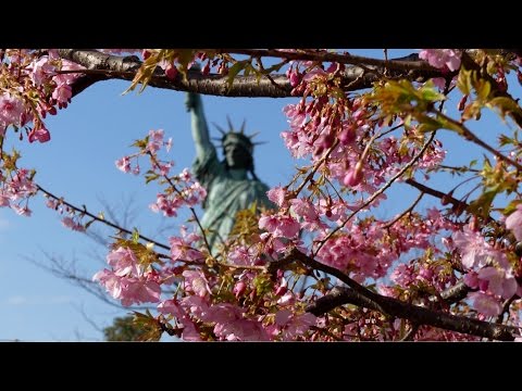 Kawazu Zakura AquaCity 22/2/16, Odaiba Tōkyō [Printemps, Hanami, Floraison Sakura] Video
