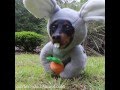 Easter Bunny Wiener Dog! 