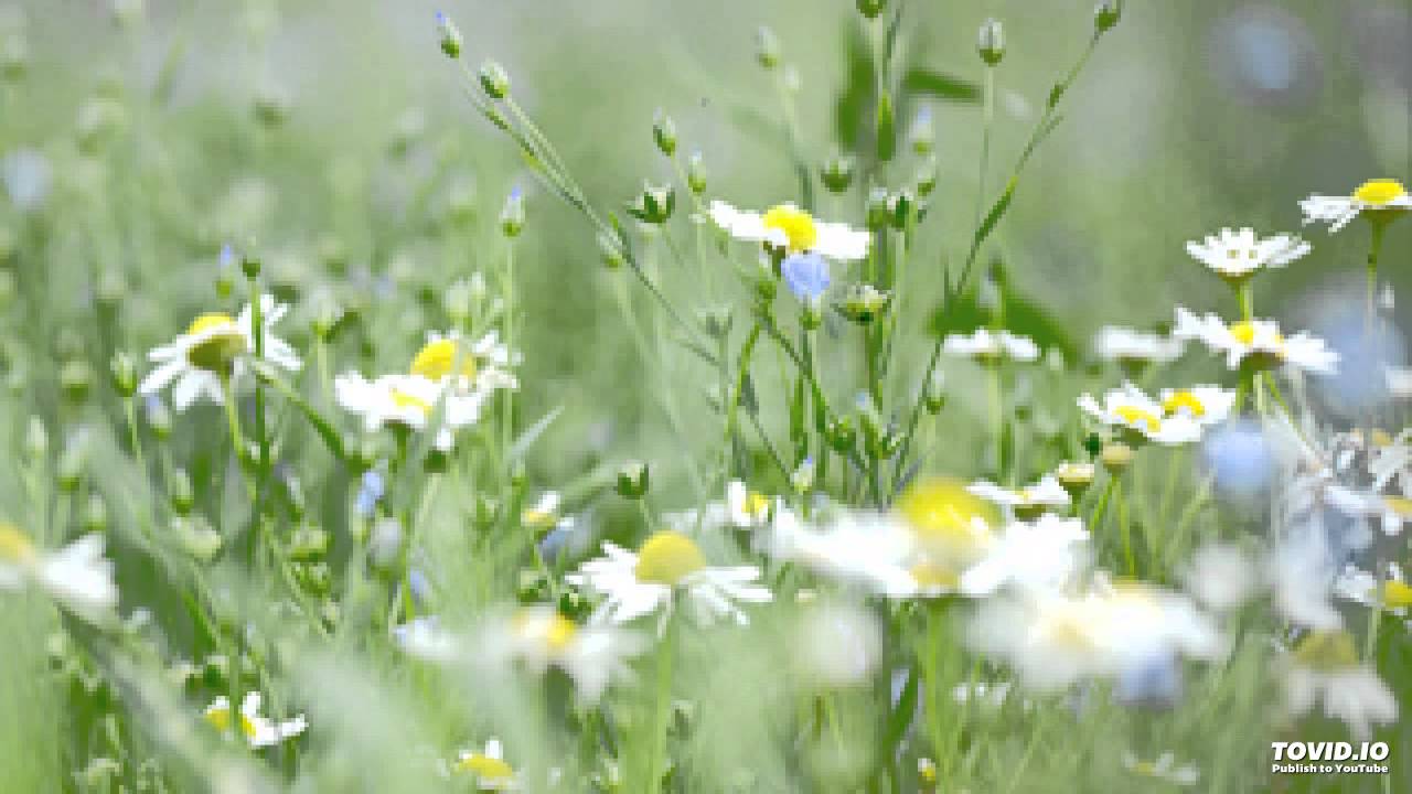 Ek Aap To Mare Dank Lyrics | Qayamat | Asha Bhosle | R D Burman