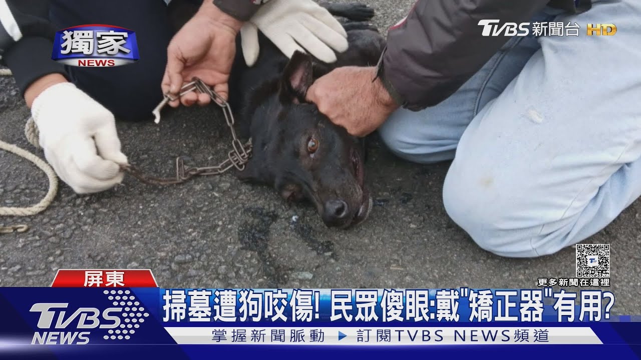 黑狗「掙脫矯正器」咬傷人! 怨「收容所爆滿」又原放