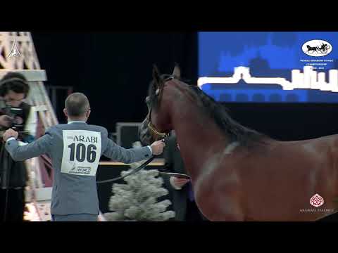 N 106 D MEZYAN   World Arabian Horse Championship 2021   PARIS   Junior Colts Class 5B