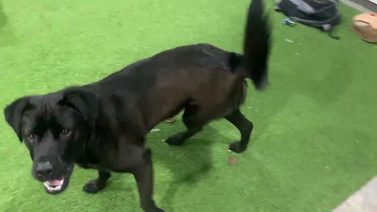 Lucy, a Adoptable mixed breed in Blairstown, NJ video 5/5