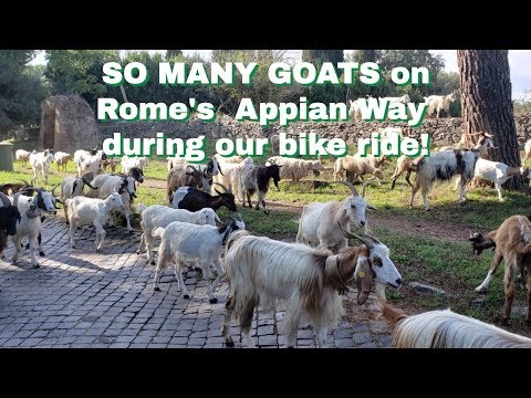 Biking Rome's Appian Way | SO MANY GOATS!