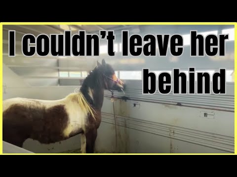 Rescue HORSE transformation ~ She is BEAUTIFUL now!