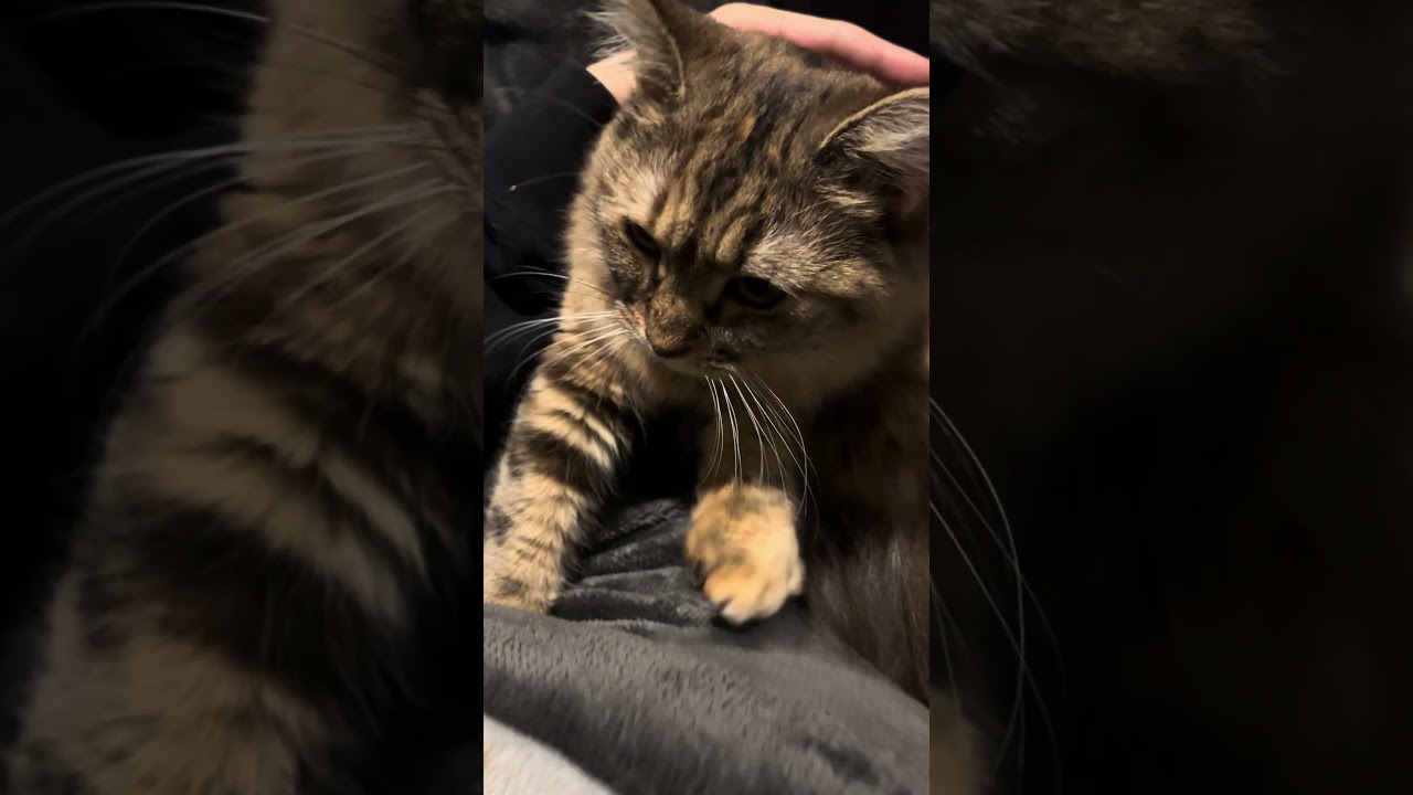 何か生存報告動画あげなきゃってずっと思ってるけど、浮かばないんでとりあえずウチの猫です