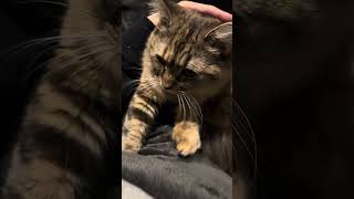 何か生存報告動画あげなきゃってずっと思ってるけど、浮かばないんでとりあえずウチの猫です