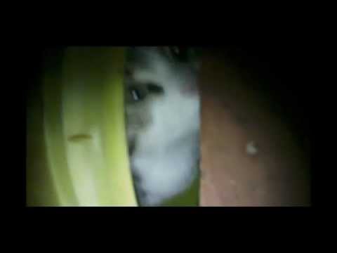 Shepparton South CATs 2009 in Full action feature AliBostan