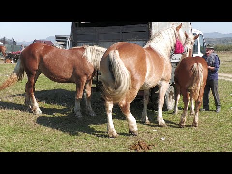 Caii lui Baciu Sufletu de la Micula - Satu Mare