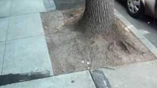 Palo Alto Downtown Sidewalks In Great Need Of Repair.