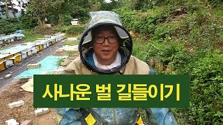 양봉관리, 사나운 벌 길들이기, 어떻게 해야 온순해 질까요?