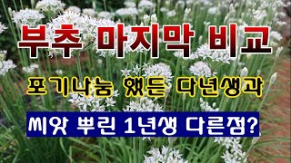 [텃밭농부 2,029]  부추재배 방법의 비교. 마지막편 #부추재배