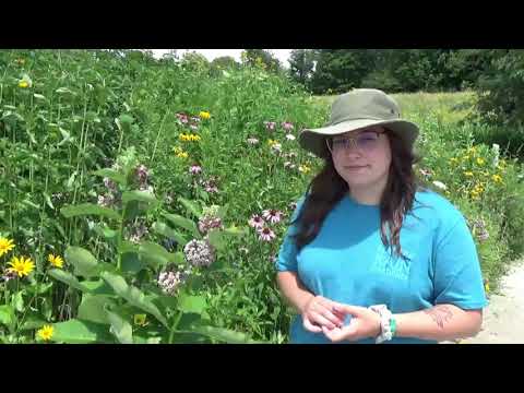 Milkweed: Common, Swamp, and Butterfly