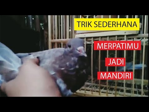 Piyik Novyj Trend Smotret Onlajn Na Sajte Trendovi Ru