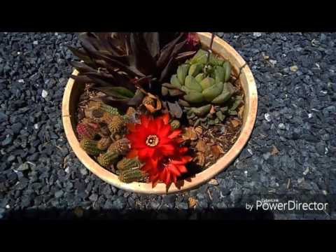 The Gates Of Delirium (Gonzalo Torrico 2.016)