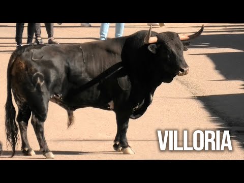 Villoria 2025 Toro del Voto