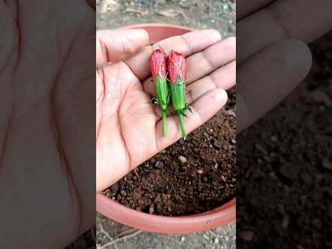 how to propagate hibiscus flowers from flower buds #shorts #hibiscusflowers #GardenGrafting