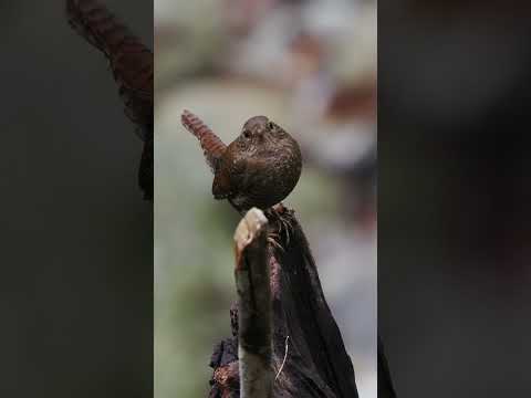 IUCN分類における絶滅の危険性を示す図。