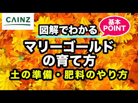 なぜマリーゴールドを庭に植えるのですか？おばあちゃんのヒントを見つけてください！  庭園