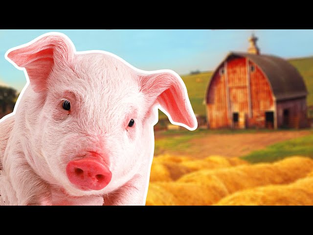 Video Pronunciation of pig in English