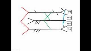 Draw the Brachial Plexus