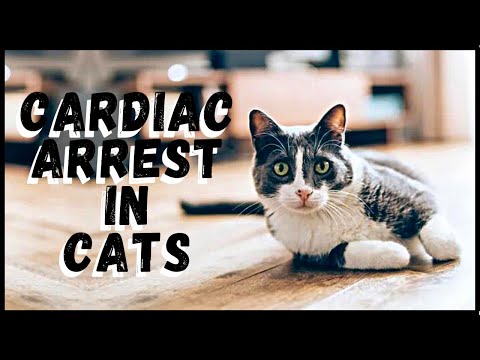 Cardiac Arrest in Cats: Sympoms and Treatment