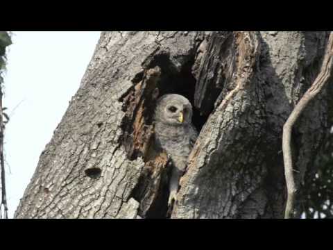 Barred Owl Chick peaking out of the nest