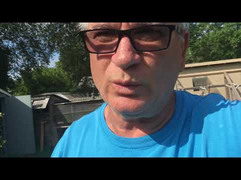 Pigeon lost at 500 mile race is back home