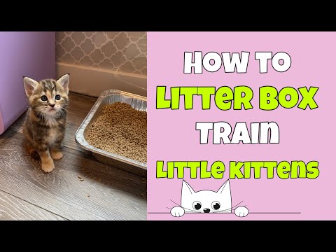 How to Litter Box Train Little Kittens - YouTube