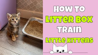 How to Litter Box Train Little Kittens 🐱