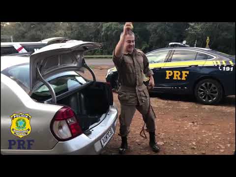 Cão ajuda a PRF e PM na apreensão de drogas