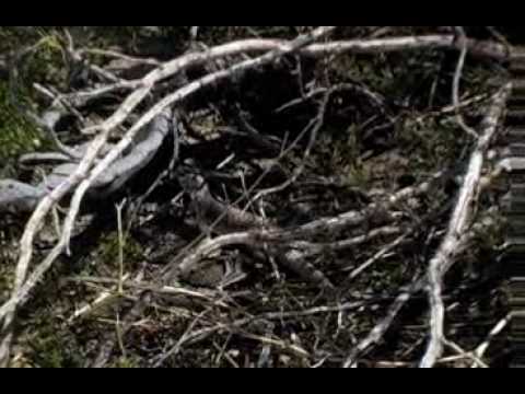 Desert Iguana (Dipsosaurus Dorsalis)