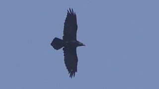 Ravens over Solihull?